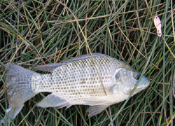 [KM_Tiliapia250.jpg]