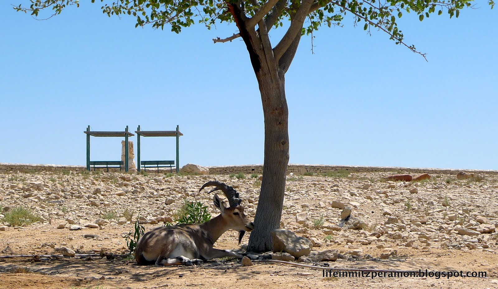 Life in Mitzpe Ramon: The Ibex Days of August