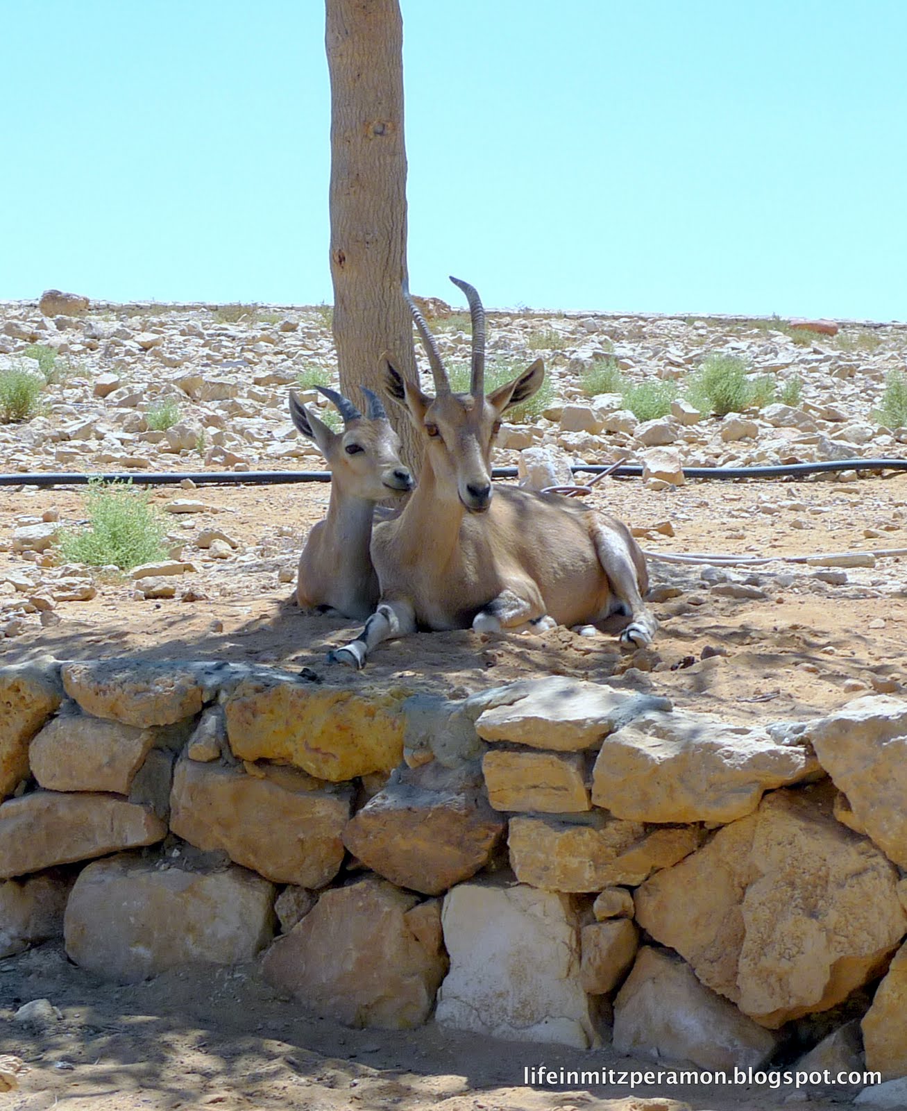 Life in Mitzpe Ramon: The Ibex Days of August