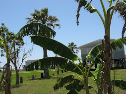 Henley banana trees planted in 2007