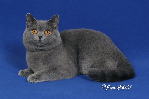 Our Cat: GC Sterlingsilver of  Castleray