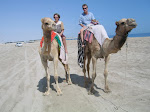 camels on the beach