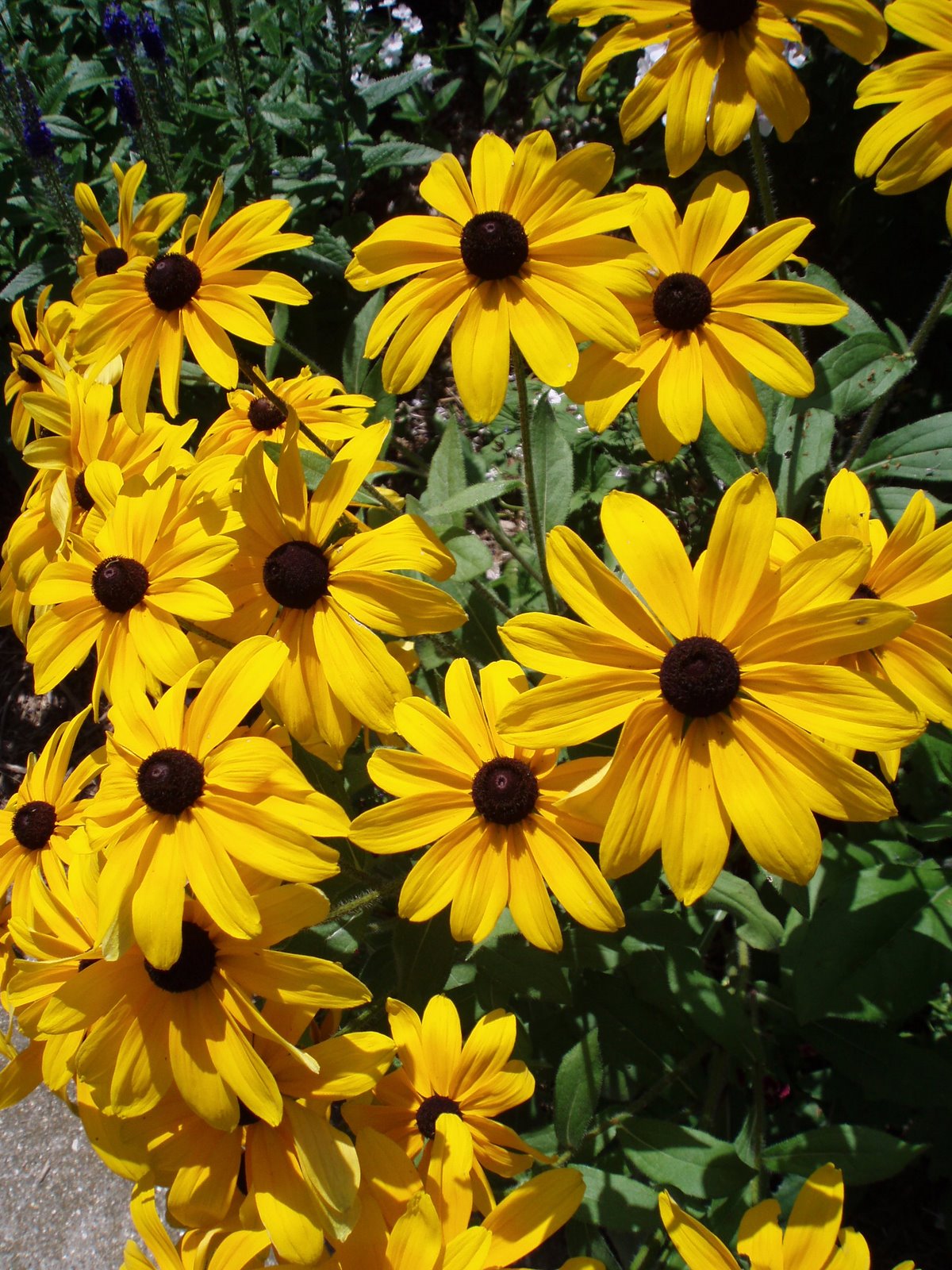 [Rudbeckia+hirta+'Indian+Summer'(HGT).jpg]