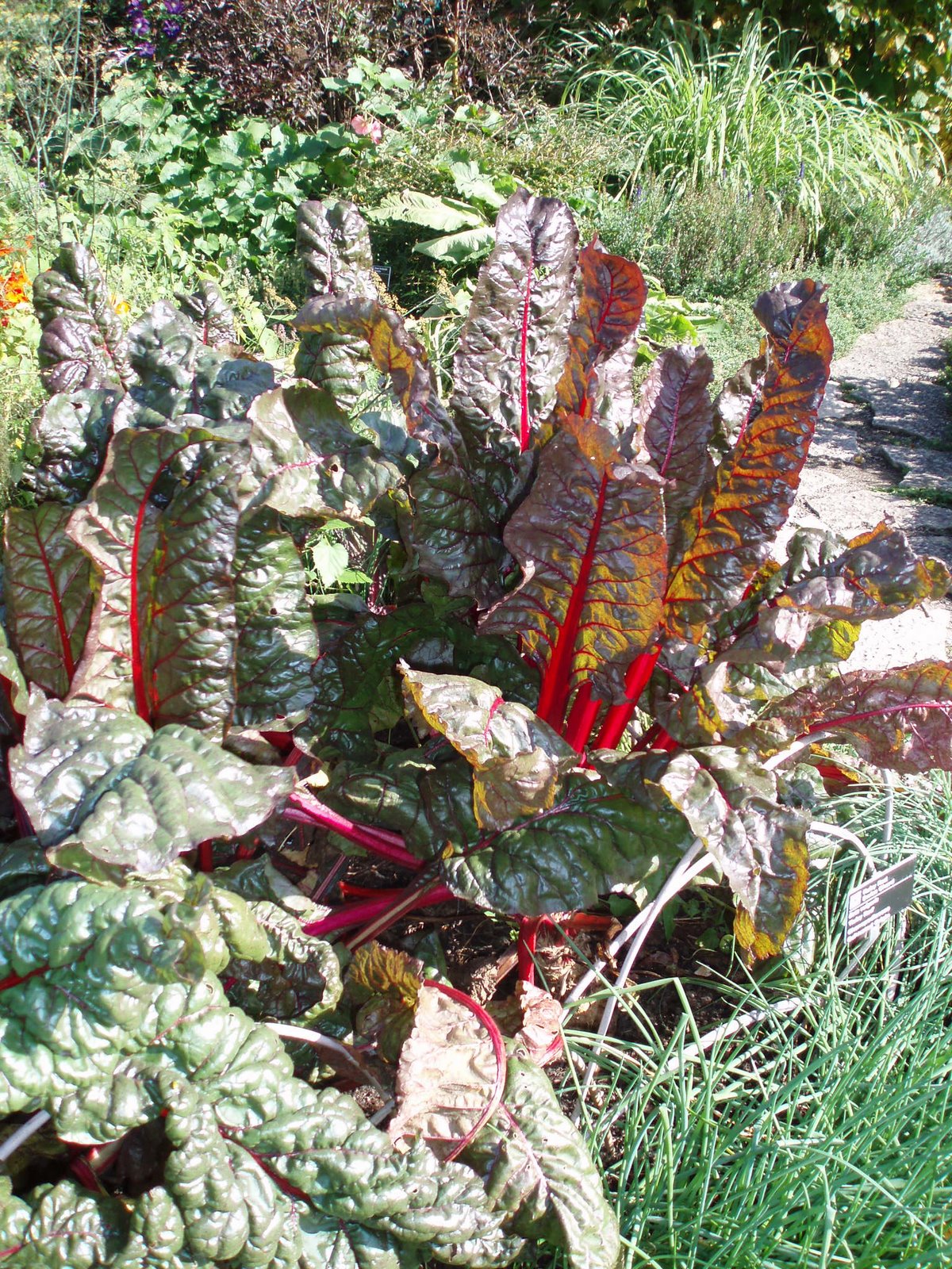 [Beta+vulgaris+'Ruby+Red'2.jpg]