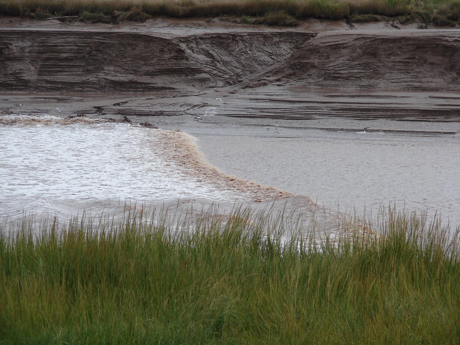 A Codger, Cutie, & a Cat Hopewell Rock with the tide in, 42+ feet.