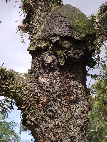 velha árvore no Bairro Belém Novo em Porto Alegre