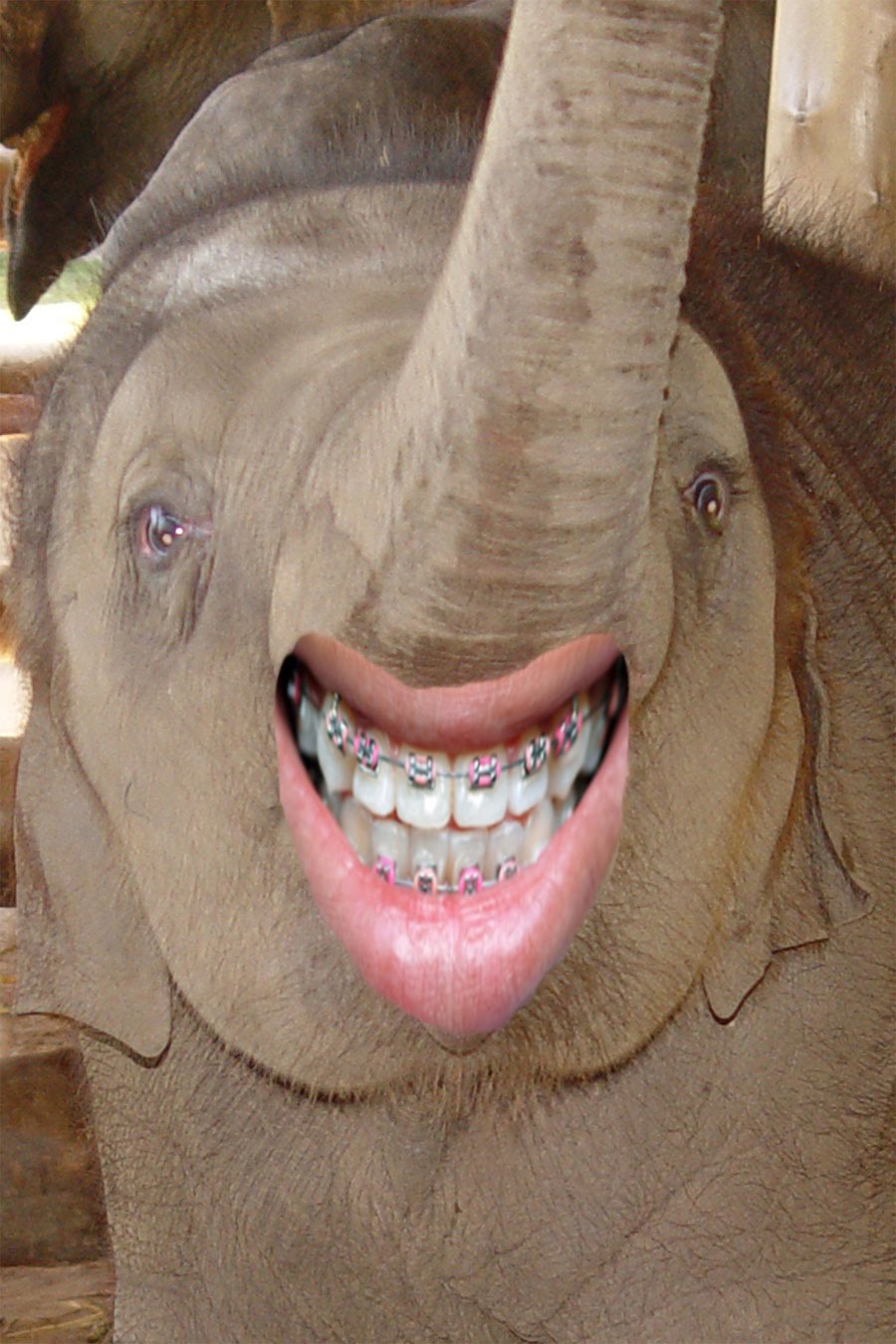 голова человека в жопе у слона фото 54