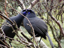 Kokako