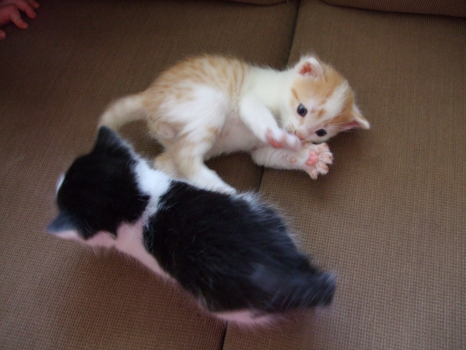 [Kittens.JPG]