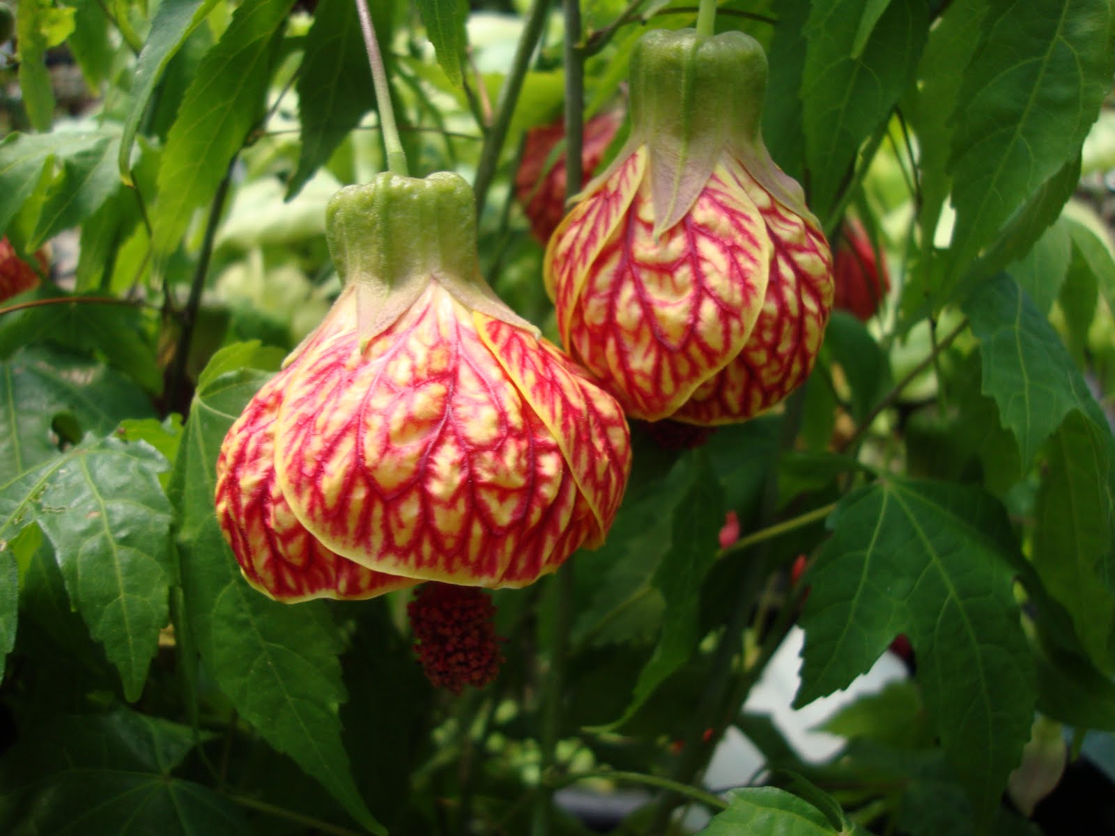 Red tiger abutilon plant