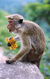 Srilankan Animals