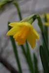 mid-March daffodils