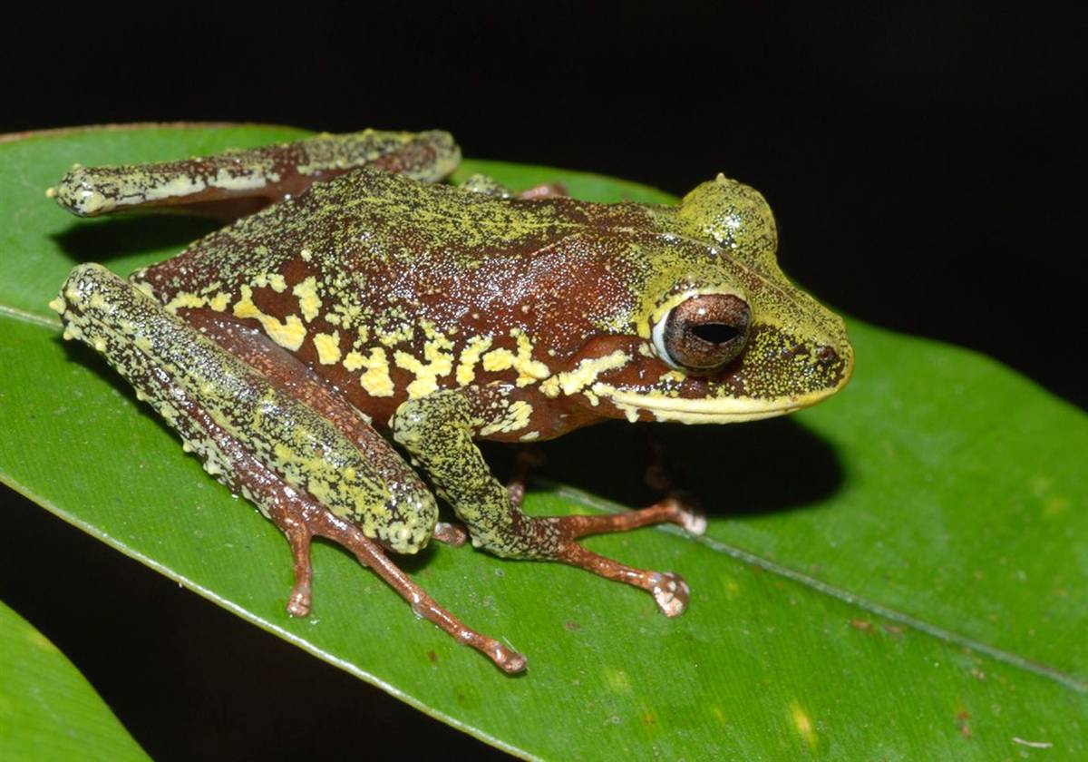Yellowspotted frog Photos for You