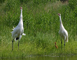 necedah nwr birds henderson