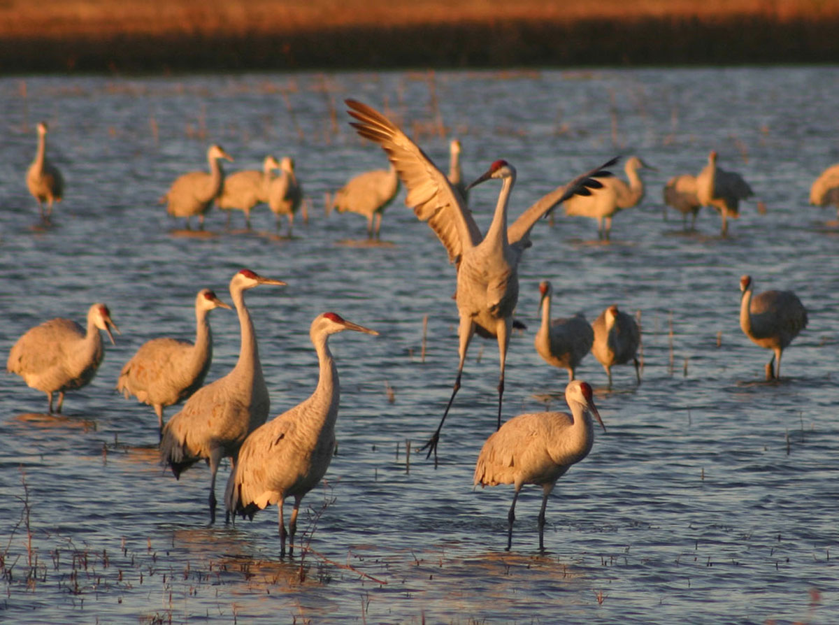 Vickie Henderson Art Sandhill Crane Hunting in Tennessee? Multiple