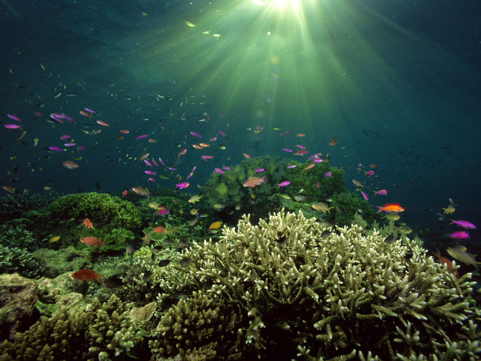 Nature Wallpaper Under-Water