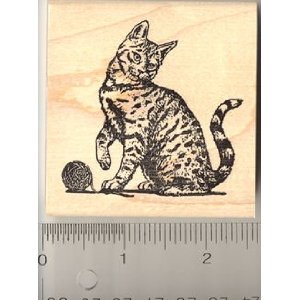 mackeral tabby cat mackeral tabby cat
