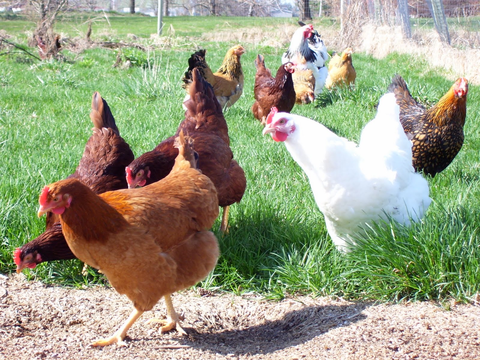 Boucher Family Farm Our Animals