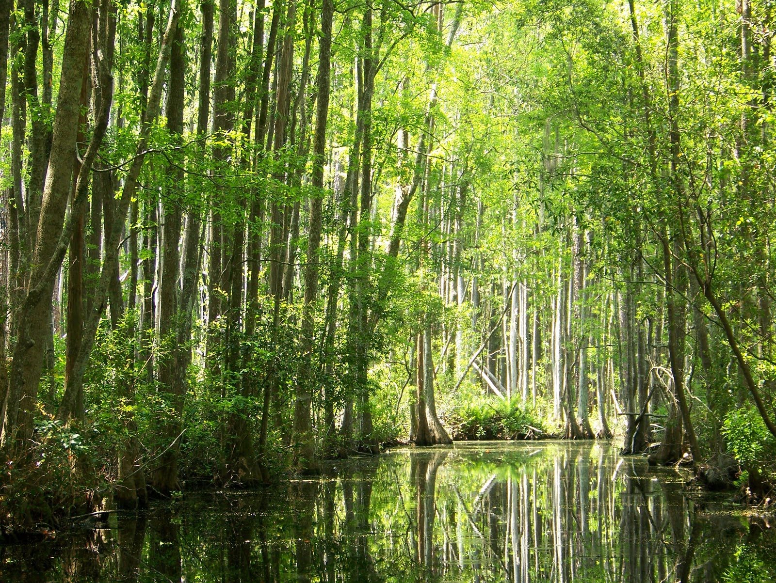 On the road again with the Bealls: Okefenokee Swamp