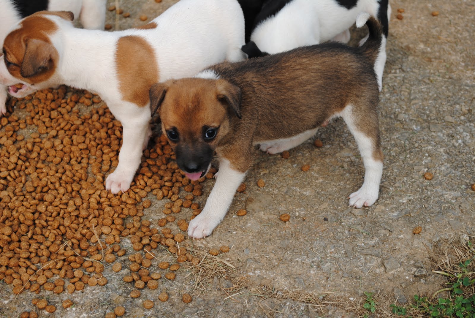 sunny morning farm Mountain Feist puppies!