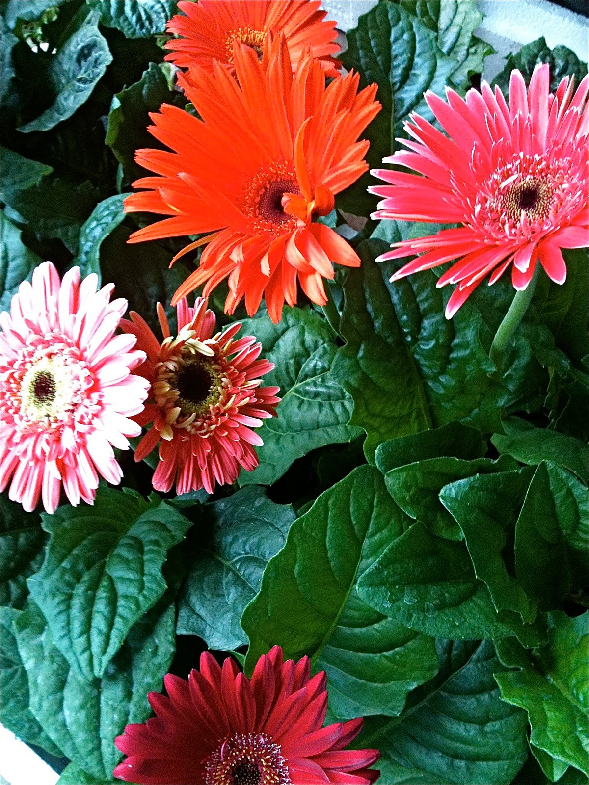 Less Room, MORE BLISS! Blooms & Greens