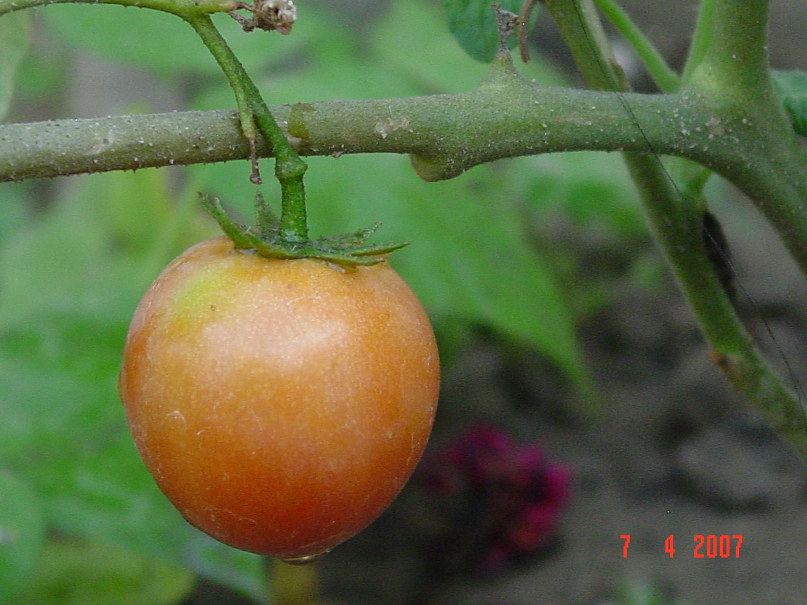 [DSC01396.JPG]