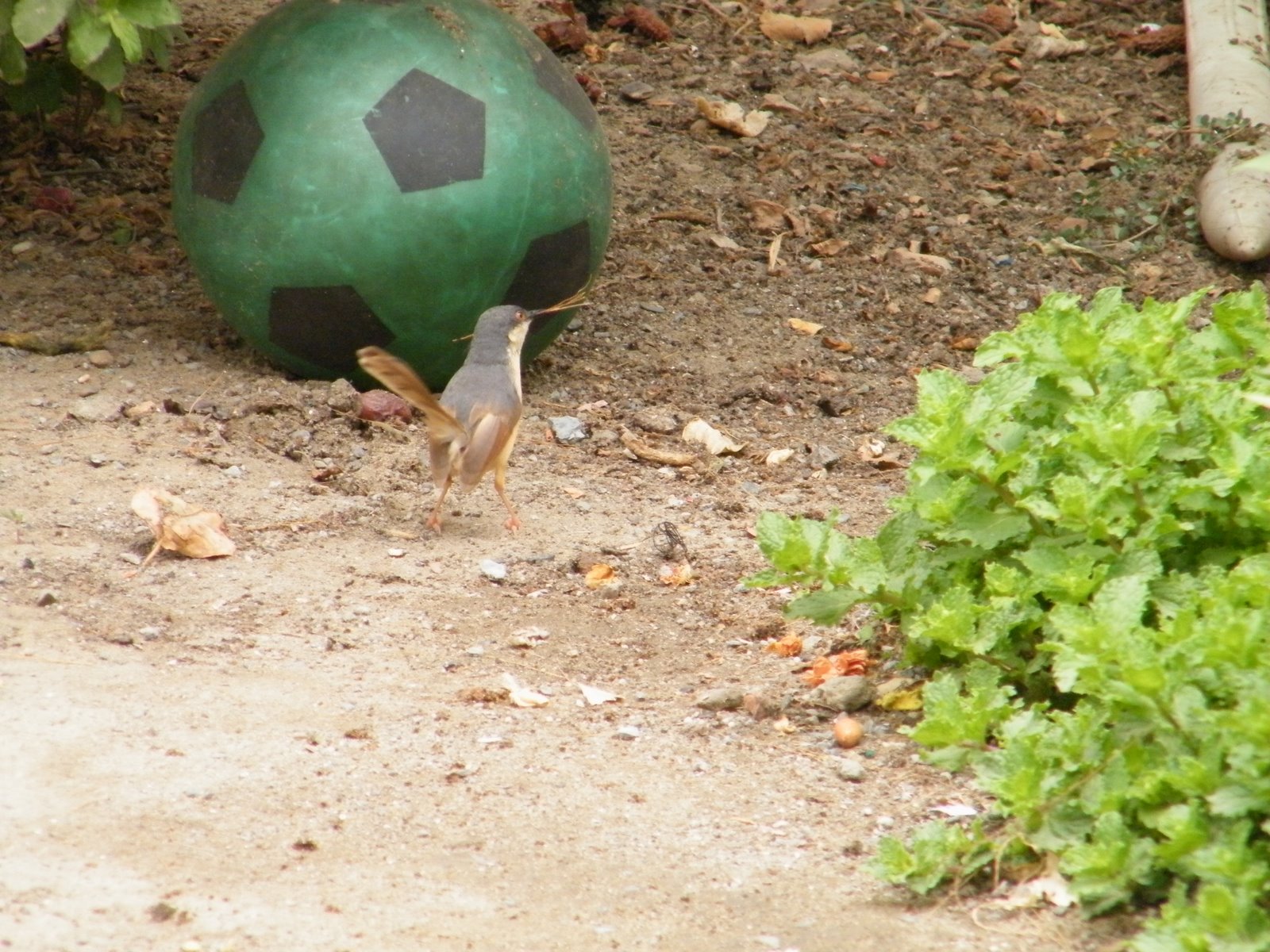[2009_0628fun0011.JPG]