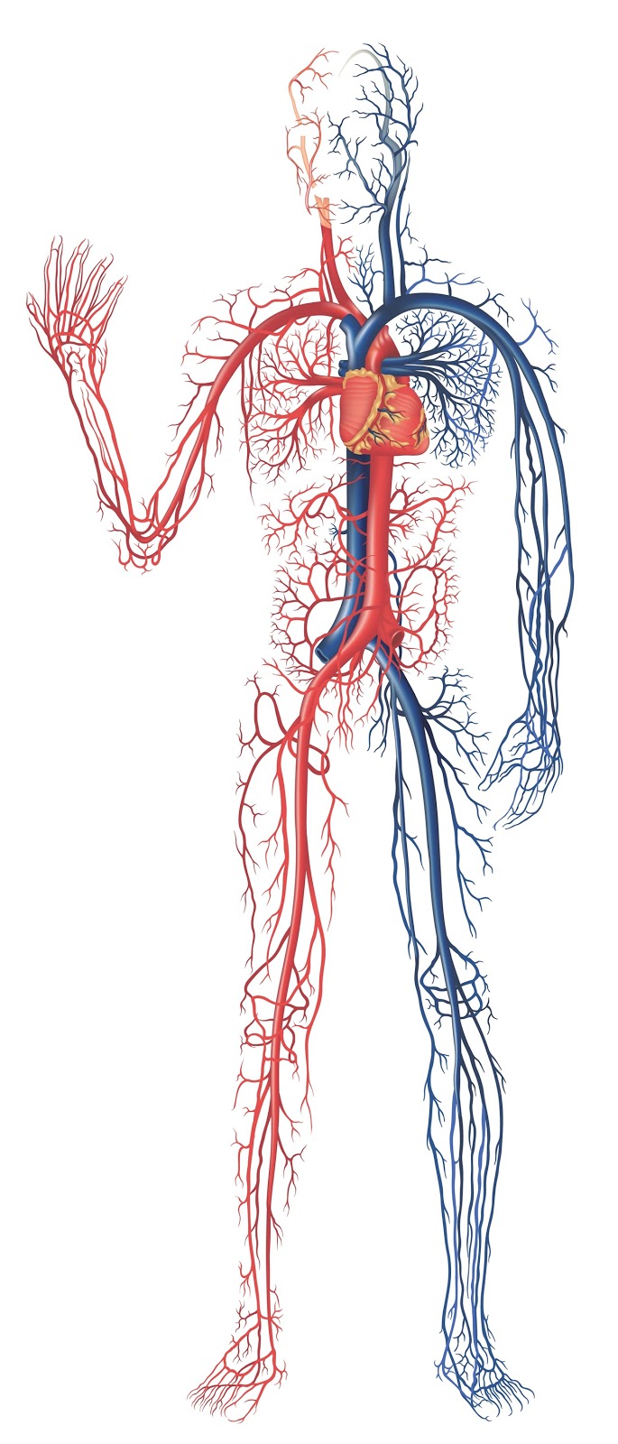 Digestive system of human body: Human Circulatory System Unlabeled Diagram