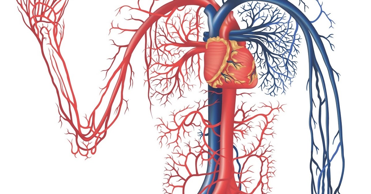 Digestive system of human body: Human Circulatory System ...