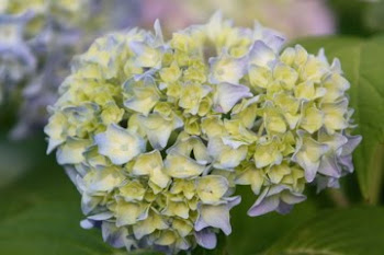 Endless Summer Hydrangea in Early Bloom