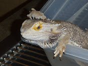 Bearded Dragon