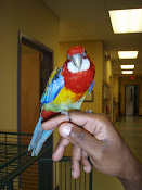 Maurice
