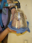 Hedgehog Anesthesia
