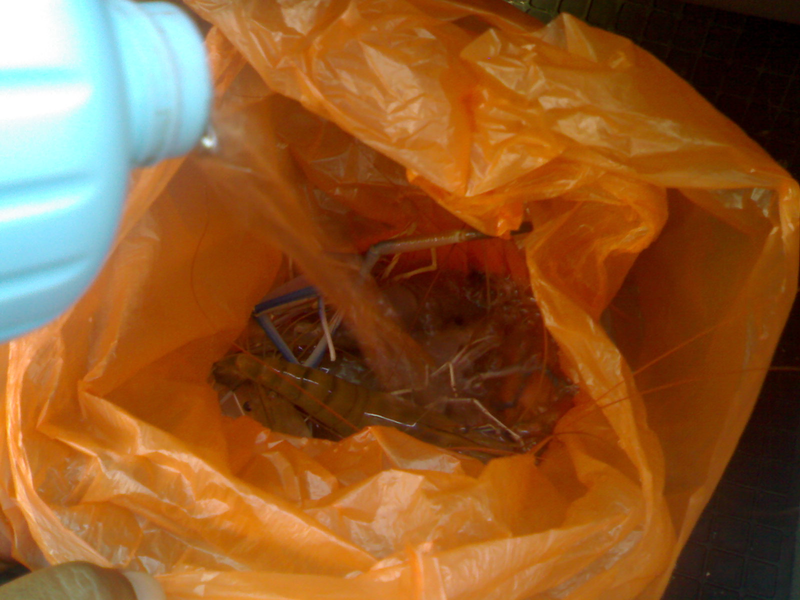 My Life My Words: Nak bela udang galah konon.....