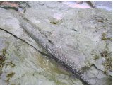[Fossil+Tree+at+Joggins.jpg]