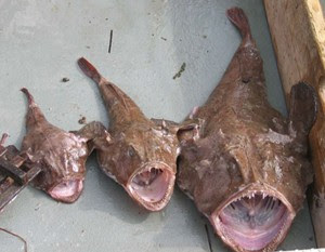 ugly fish mouth ugly fish mouth