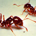 Those Annoying Fire Ants!
