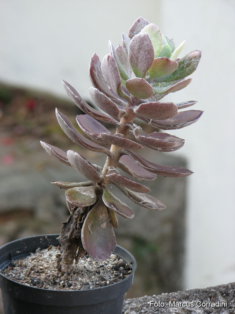 [Senecio+medley-woodii.jpg]