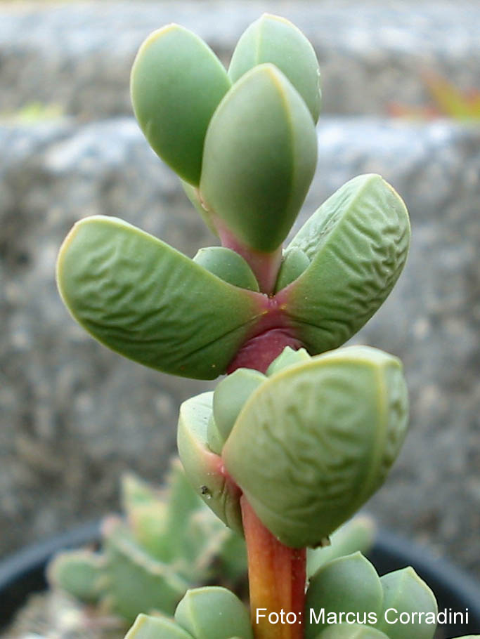 [Delosperma_lehmannii_2.jpg]