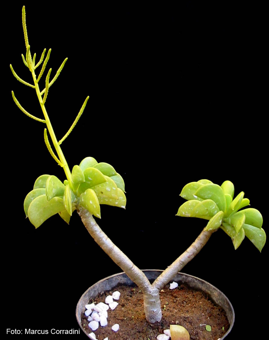 [peperomia_dolabriformis_1.jpg]