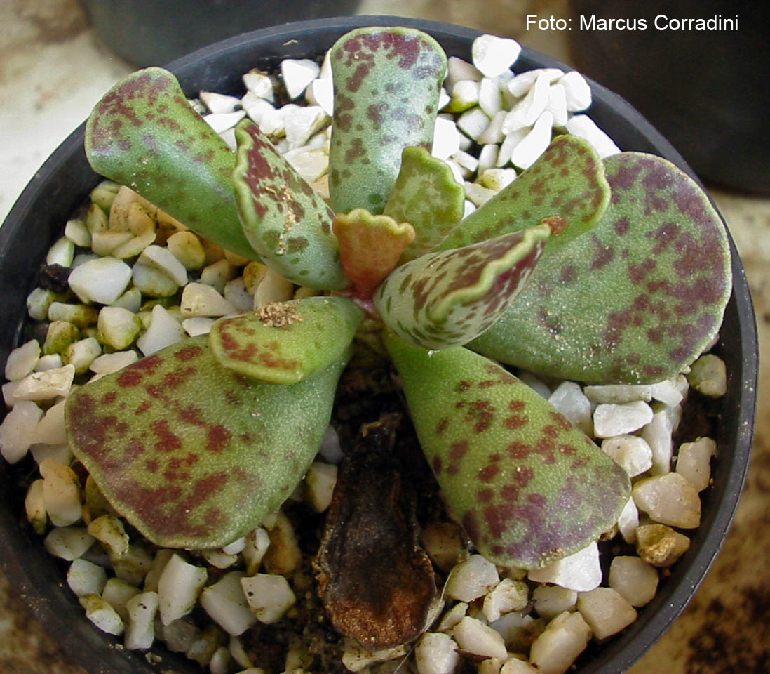 [Adromischus_cooperi_04.jpg]