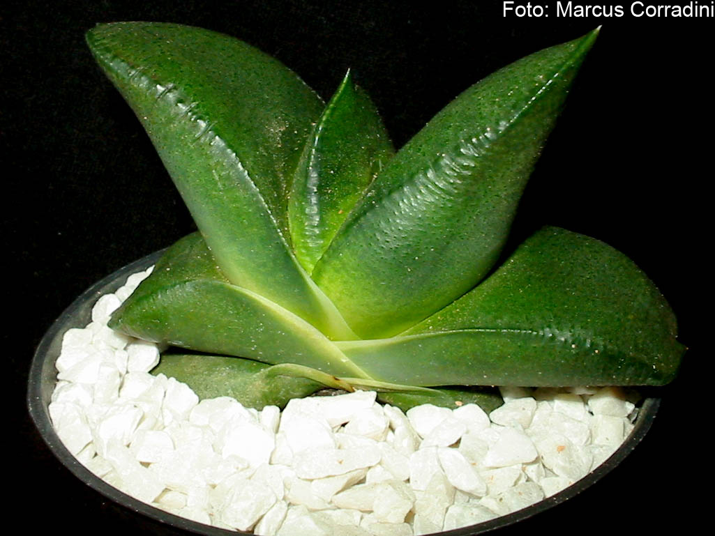 [gasteria_armstrongii_1.jpg]
