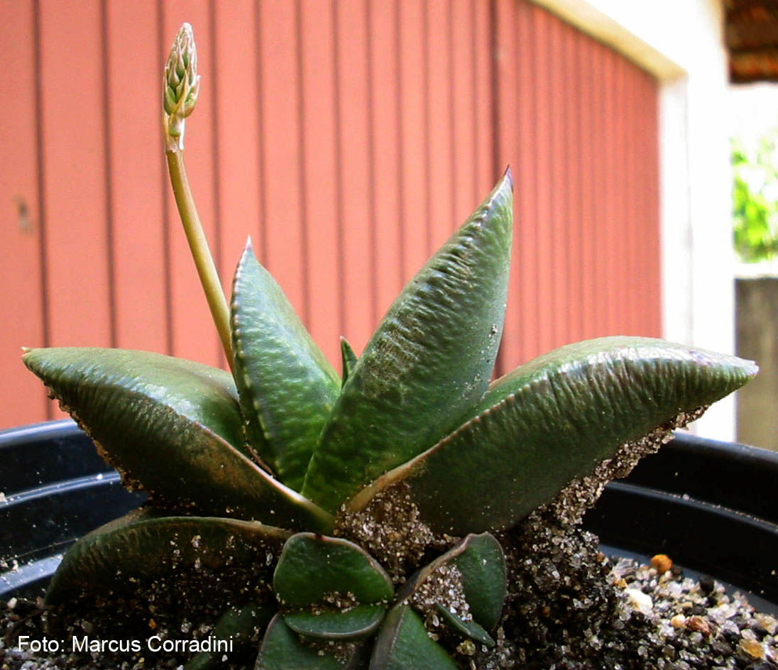 [gasteria_armstrongii_3.jpg]