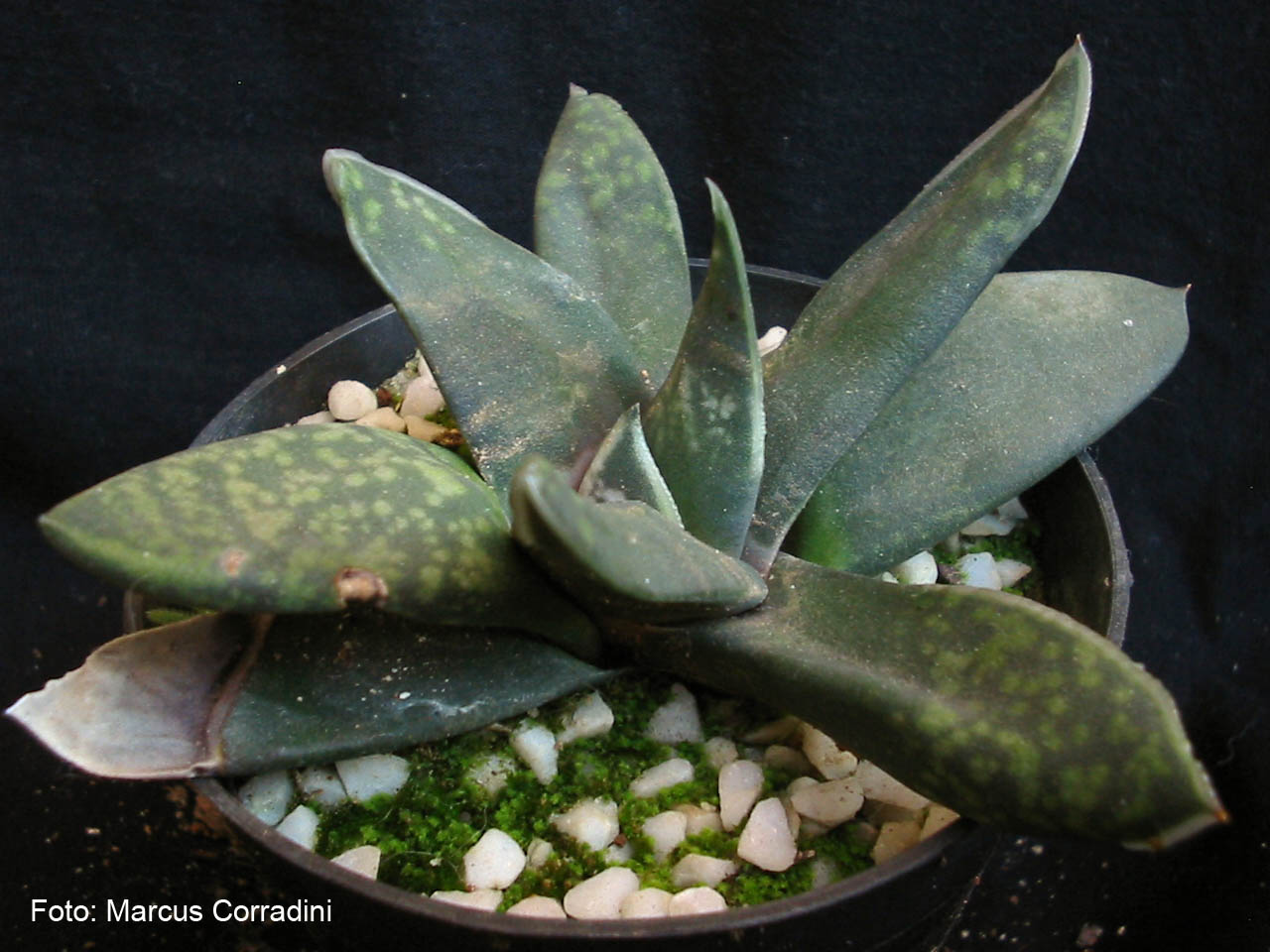 [Gasteria_pseudonigricans_001.jpg]
