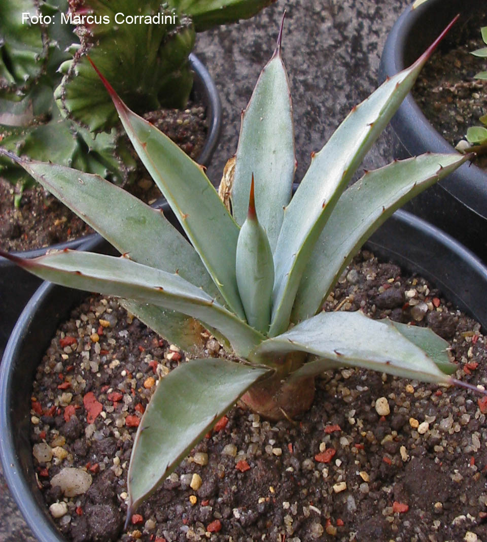 [Agave_macroacantha_vaso.jpg]
