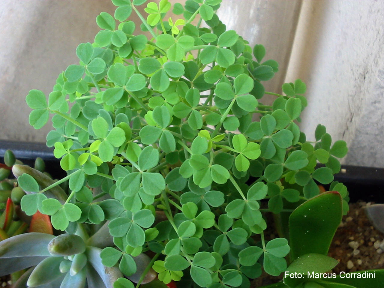 [oxalis_succulenta_004.jpg]