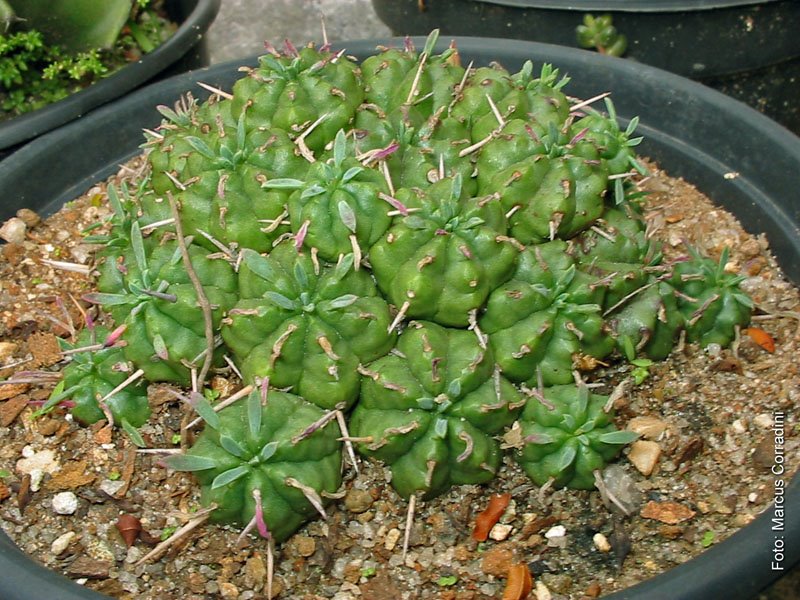 [Euphorbia_pulvinata6.jpg]