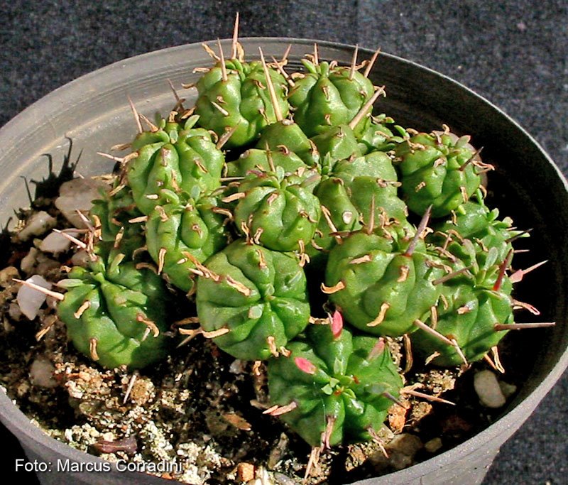 [Euphorbia_pulvinata5.jpg]
