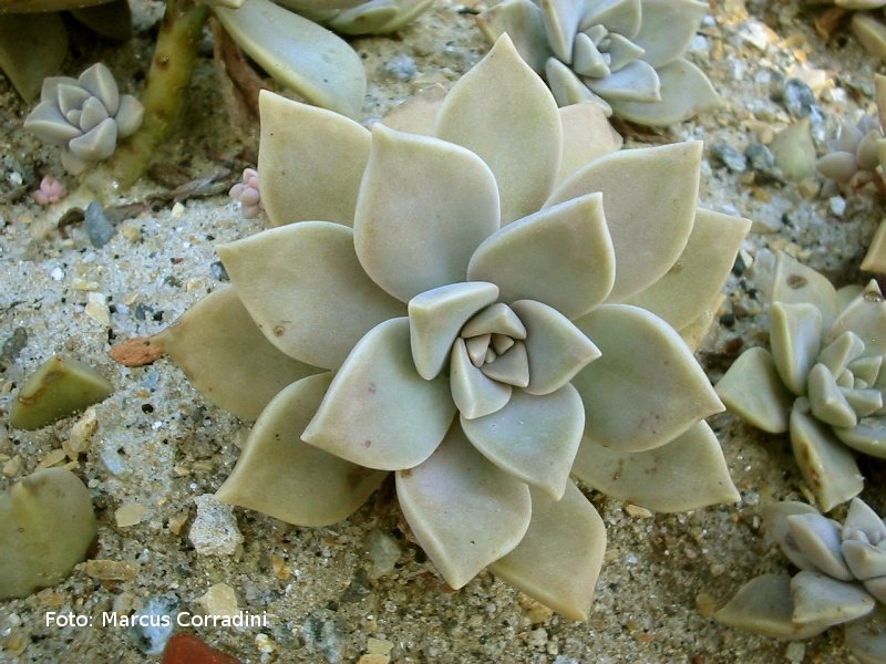 [Graptopetalum_paraguaiensis_001.jpg]