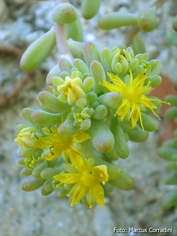 [Sedum_pachyphyllum_006.jpg]